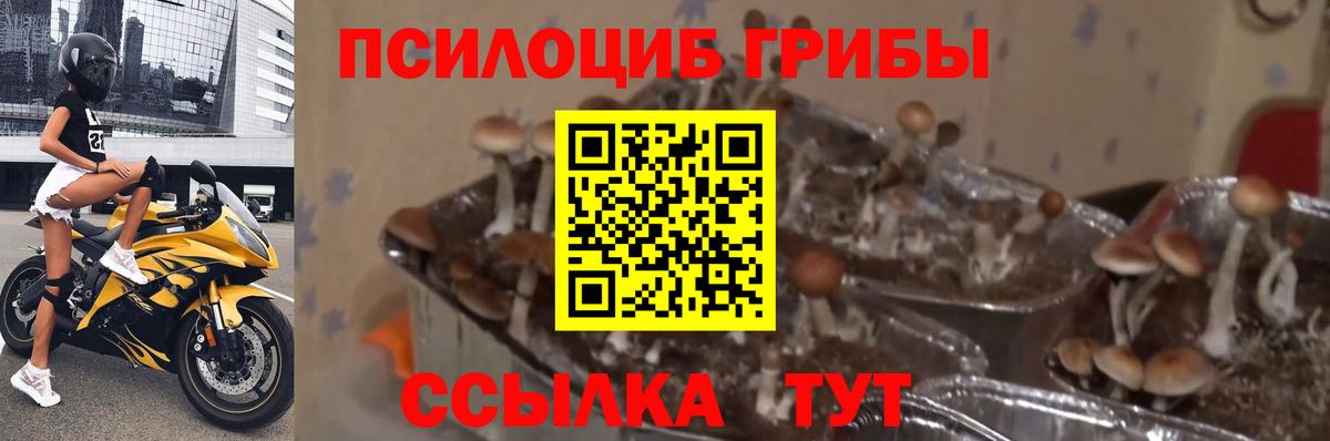 наркошоп  Вход с VPN  Пугачёв  Галлюциногенные грибы Psilocybine cubensis 